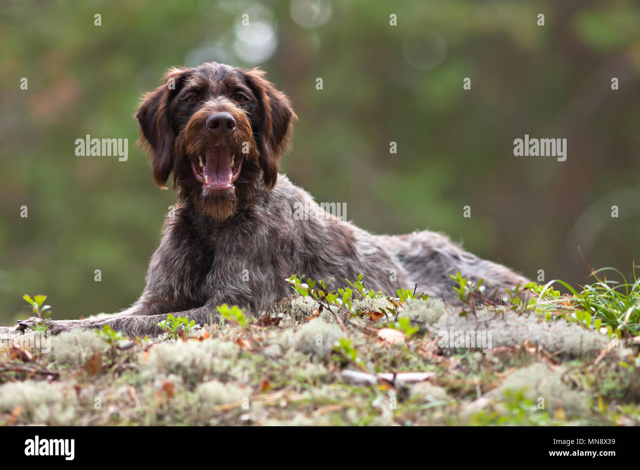 portrait of german wirehaired pointer outdoors on blurred background Stock Photo