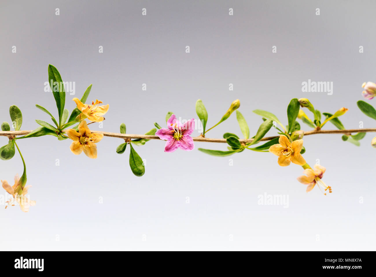 branch of Lycium barbarum with flowers , cosmetics and medicine Stock Photo