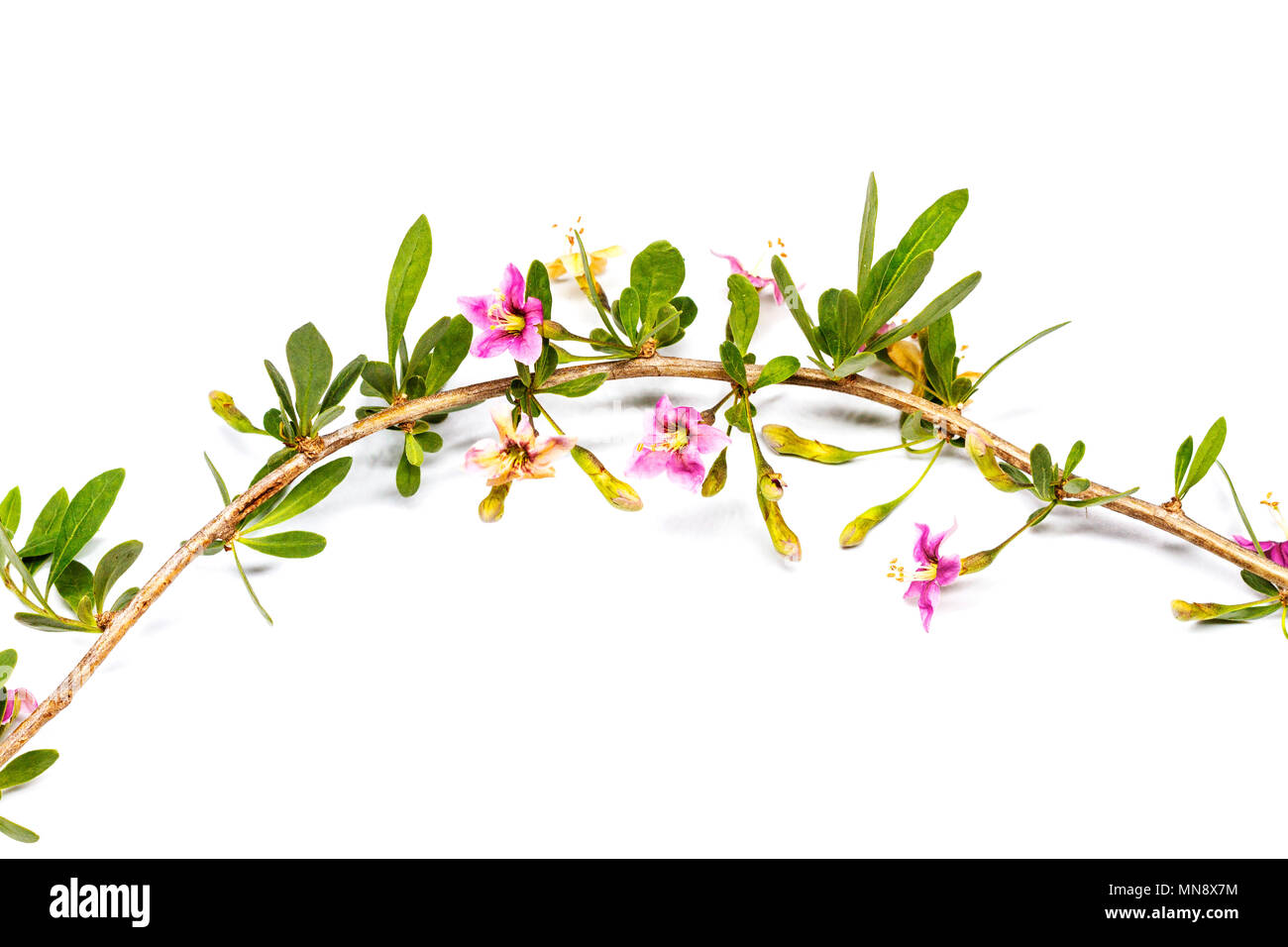 Lycium barbarum flowers on white background, cosmetics and medicine Stock Photo