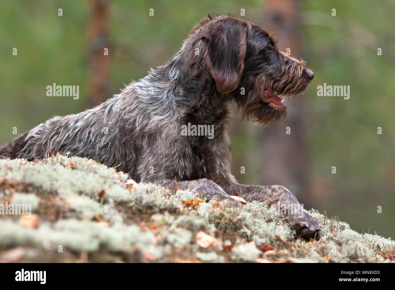 german wirehaired pointer outdoors on blurred background Stock Photo