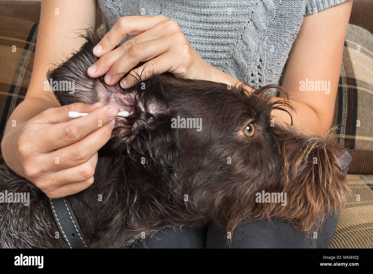 woman cleaning the ear of her dog with cotton swab Stock Photo - Alamy - Cotton Swab Ear Cleaning For Pets