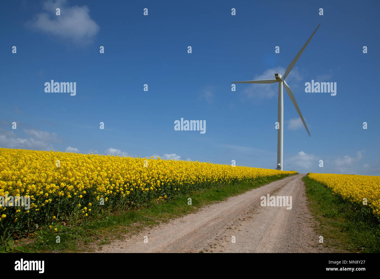 Rapeseed fields and wind turbine Stock Photo