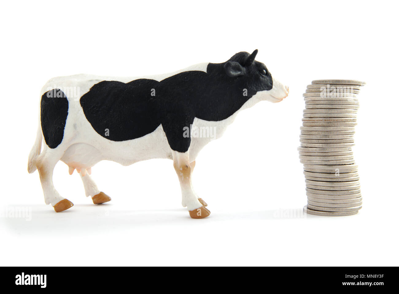 A cow stands next to a pile of money, isolated on white background. Stock Photo