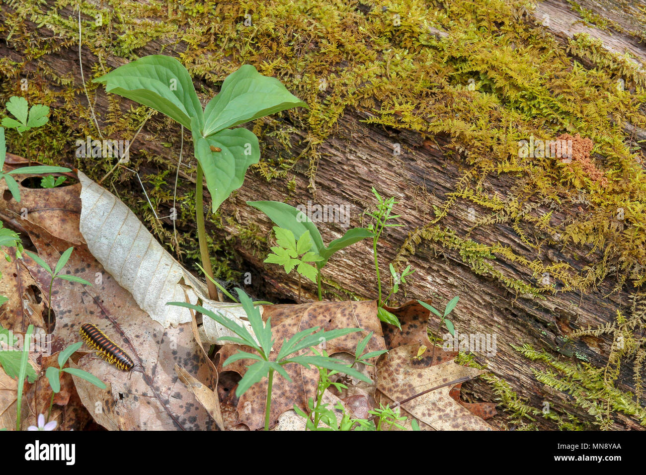 Moss-covered fallen log in spring forest Pennsylvania Stock Photo