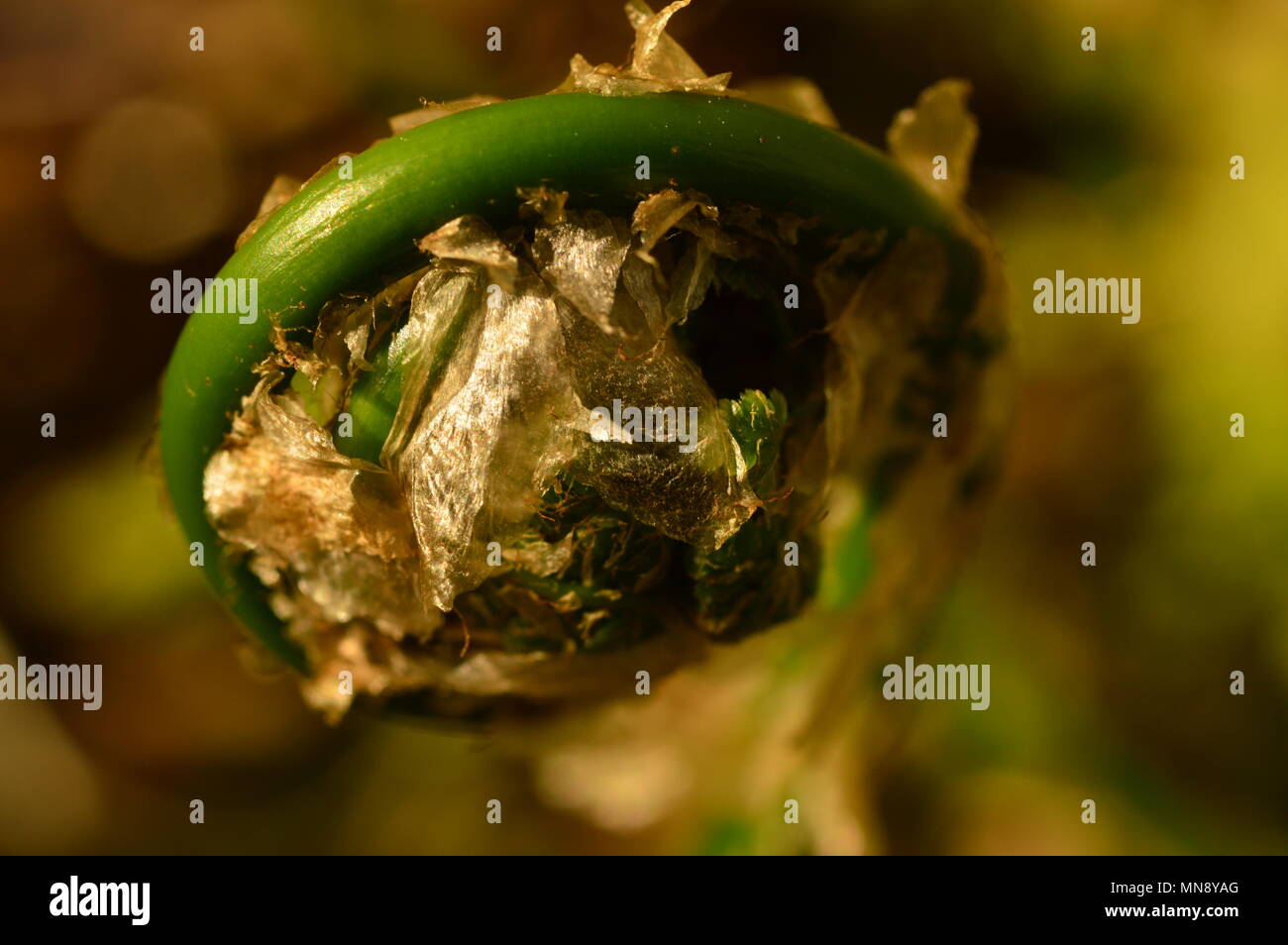 fern spring stalk as a circle in a cocoon Stock Photo