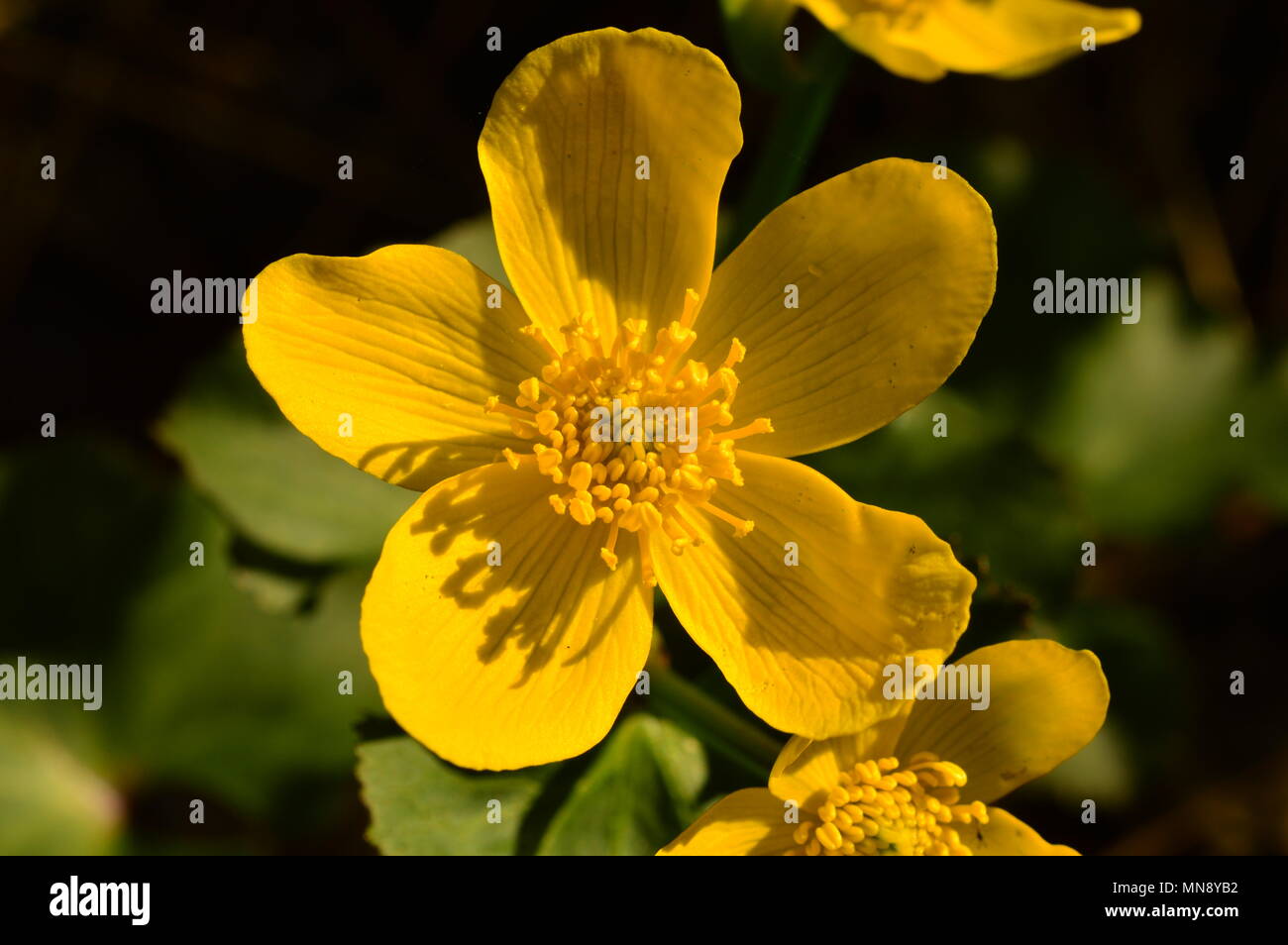 Wildflower nature background hires stock photography and images Alamy
