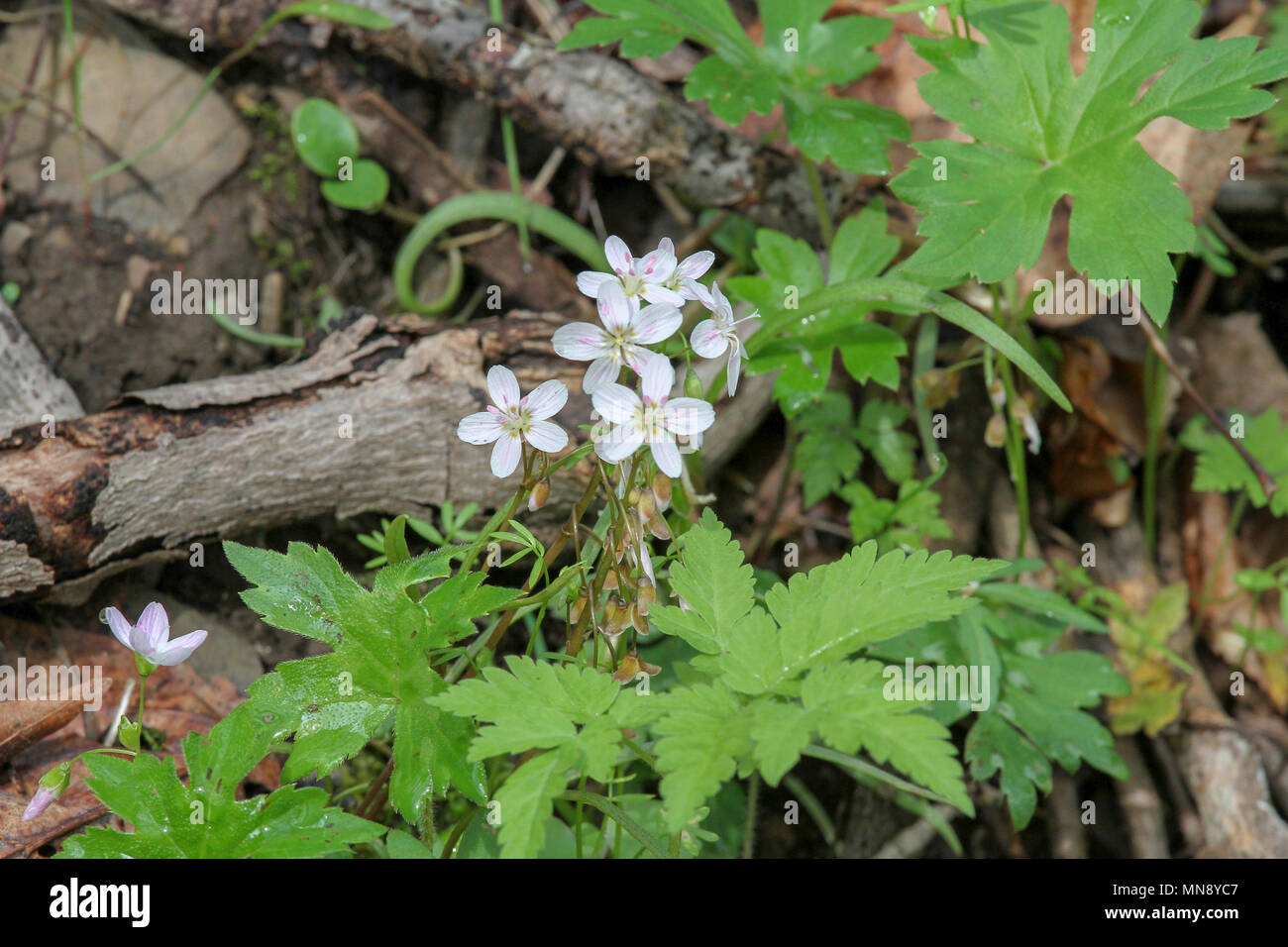 Spring beauty at Raccoon Creek State Park Pennsylvania Stock Photo