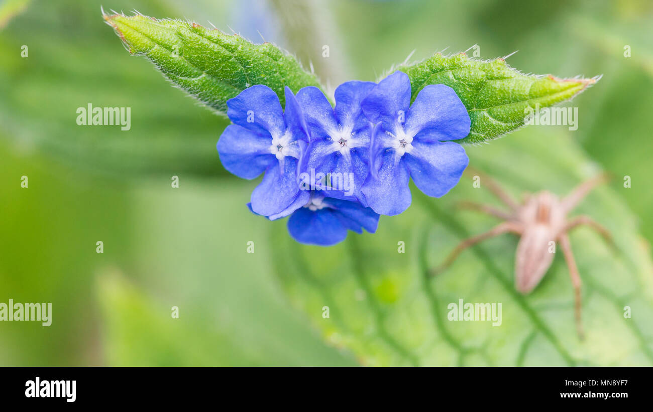 A macro shot of some blue green alkanet blooms with a spider lurking in the background. Stock Photo