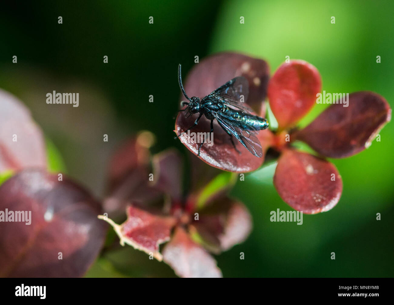 A macro shot of a berberis sawfly sitting on the leaf of a berberis bush. Stock Photo