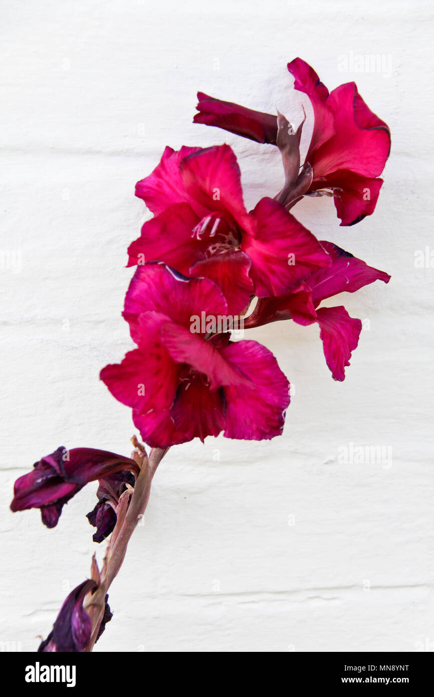 hollyhock against white wall Stock Photo