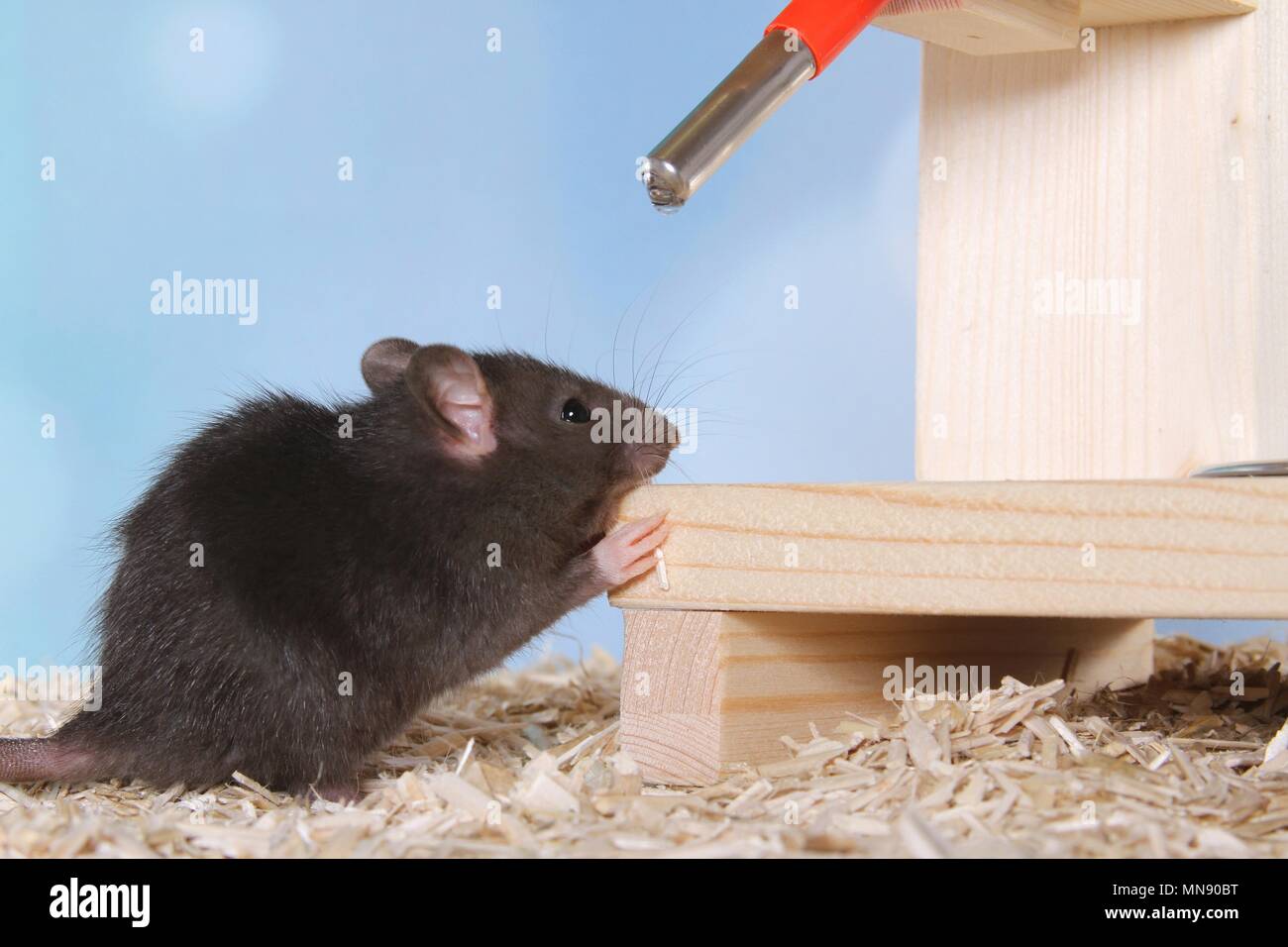 Gnawing rats hi-res stock photography and images - Alamy