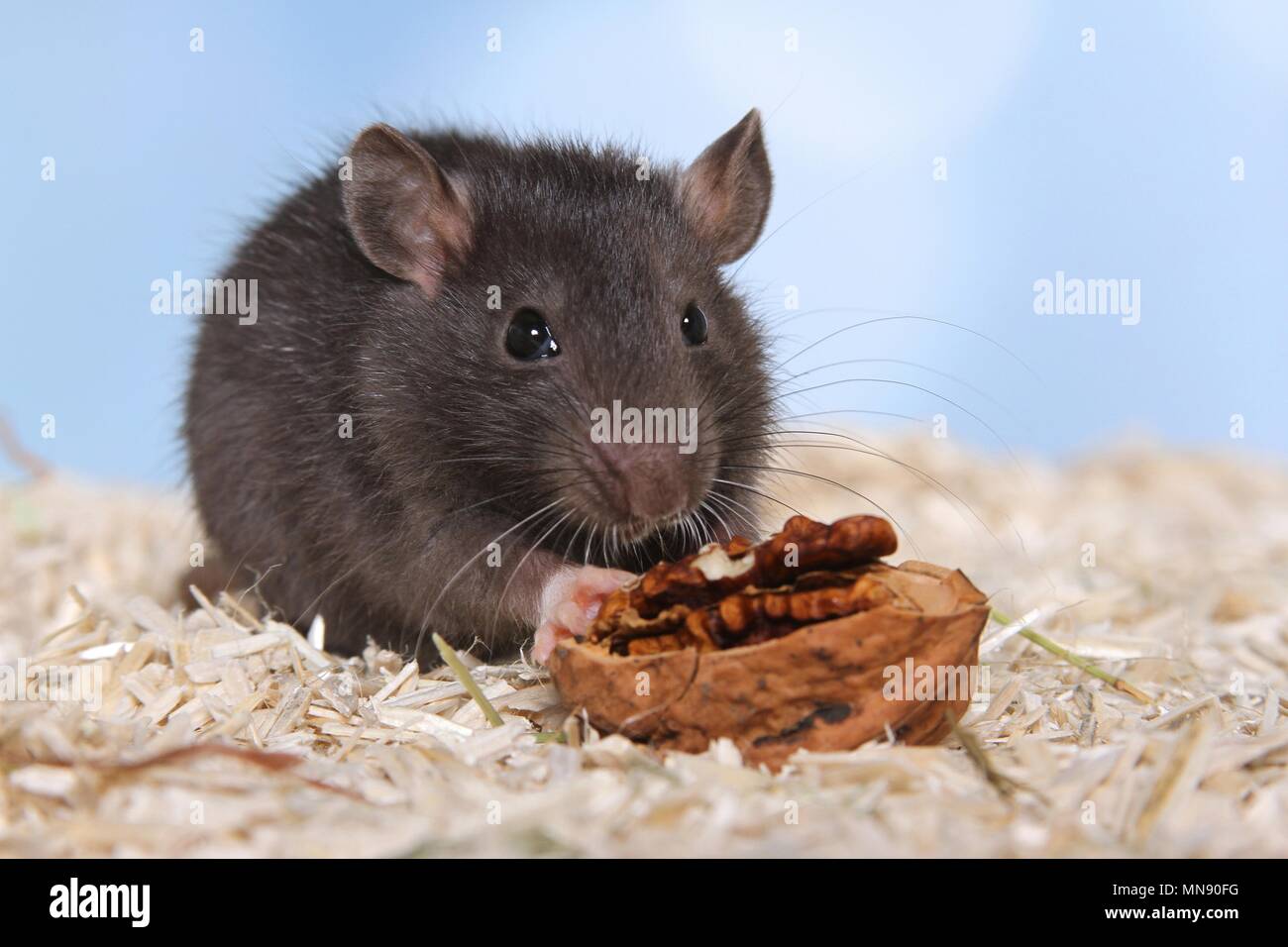 fancy rat Stock Photo