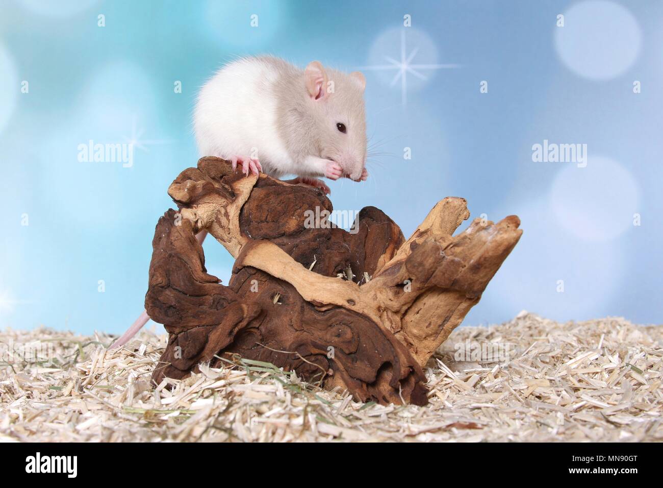 Rats grooming hi-res stock photography and images - Alamy