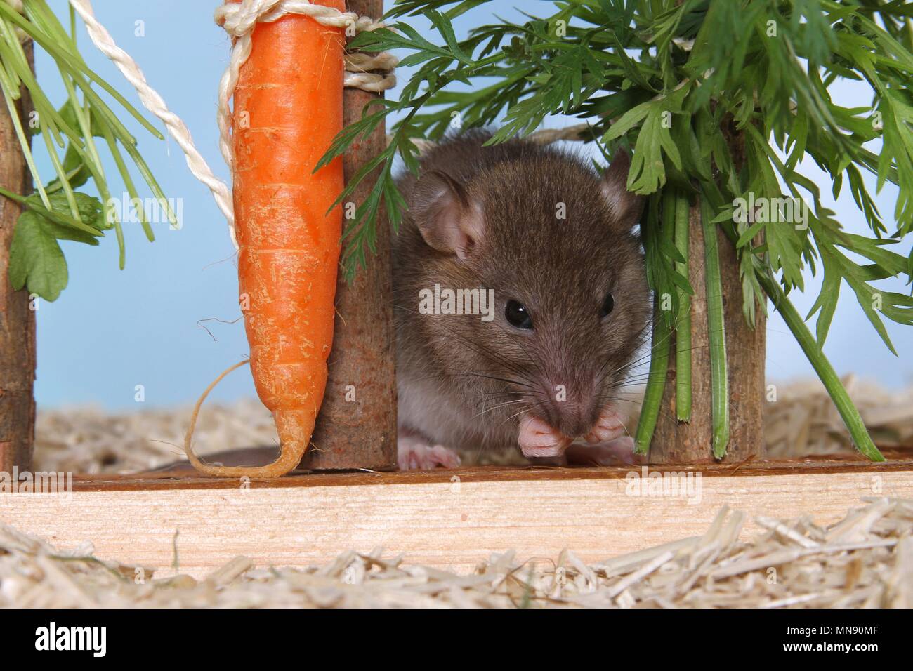 fancy rat Stock Photo