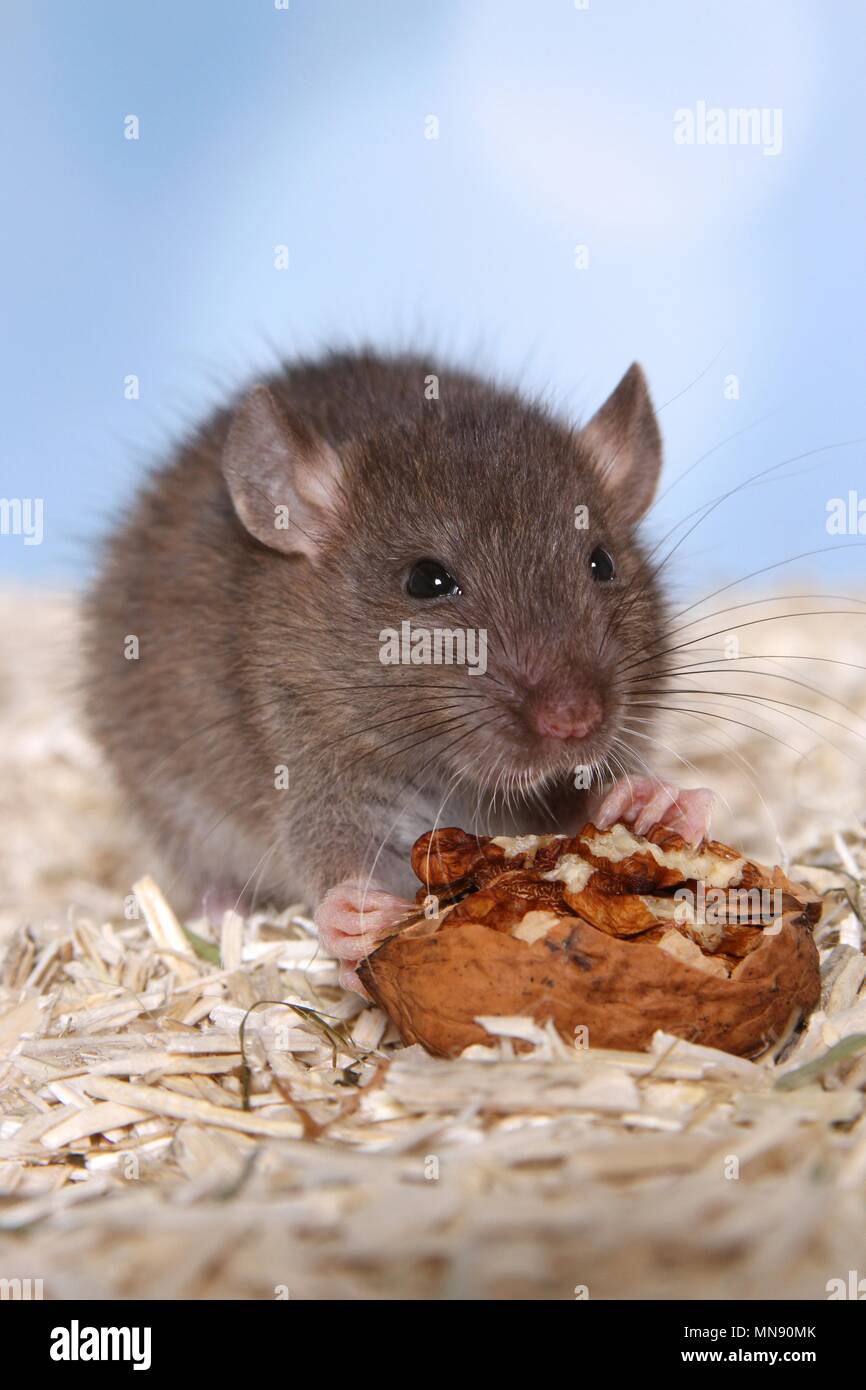 fancy rat Stock Photo