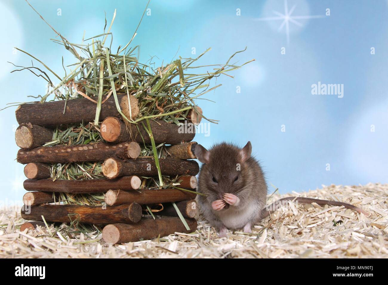 Rats grooming hi-res stock photography and images - Alamy