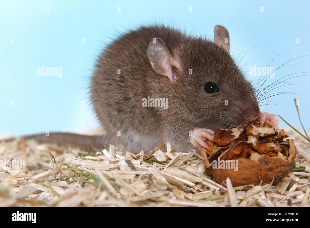 fancy rat Stock Photo