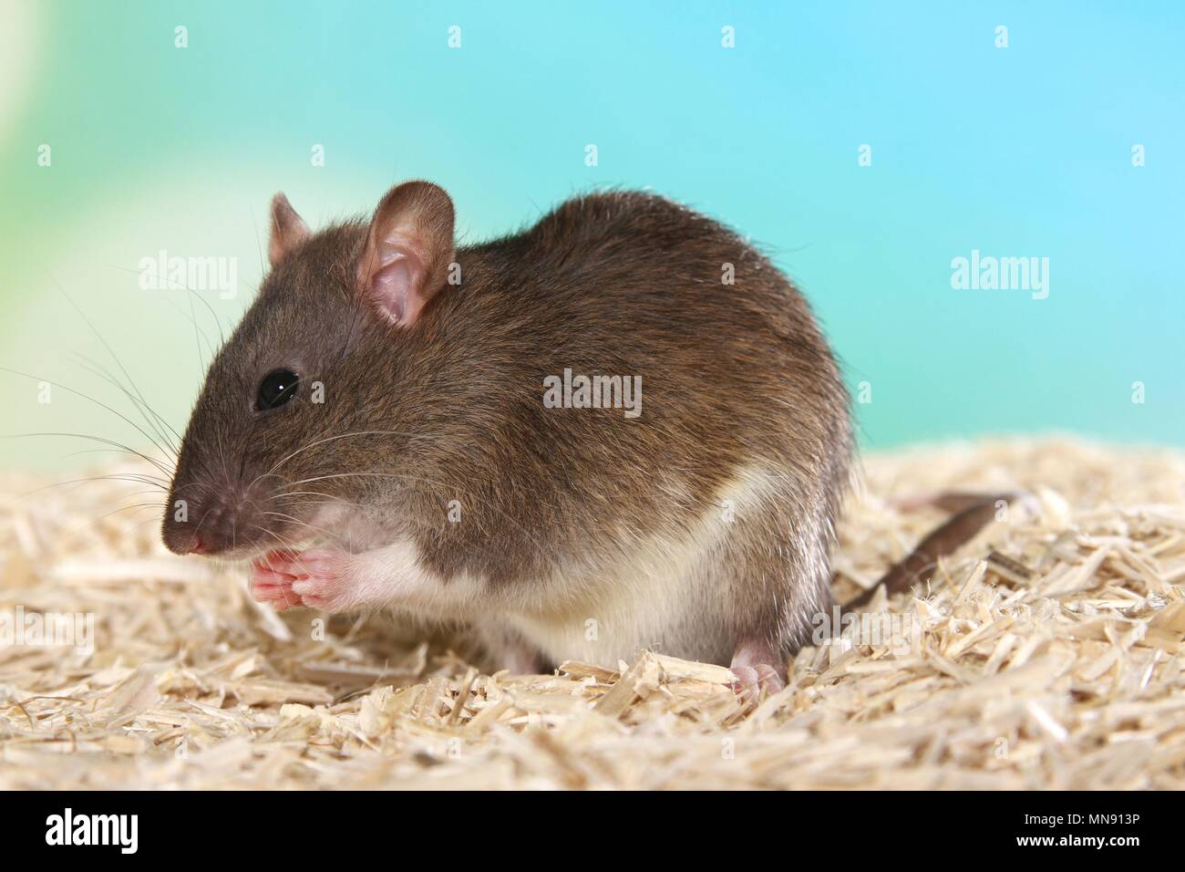 fancy rat Stock Photo