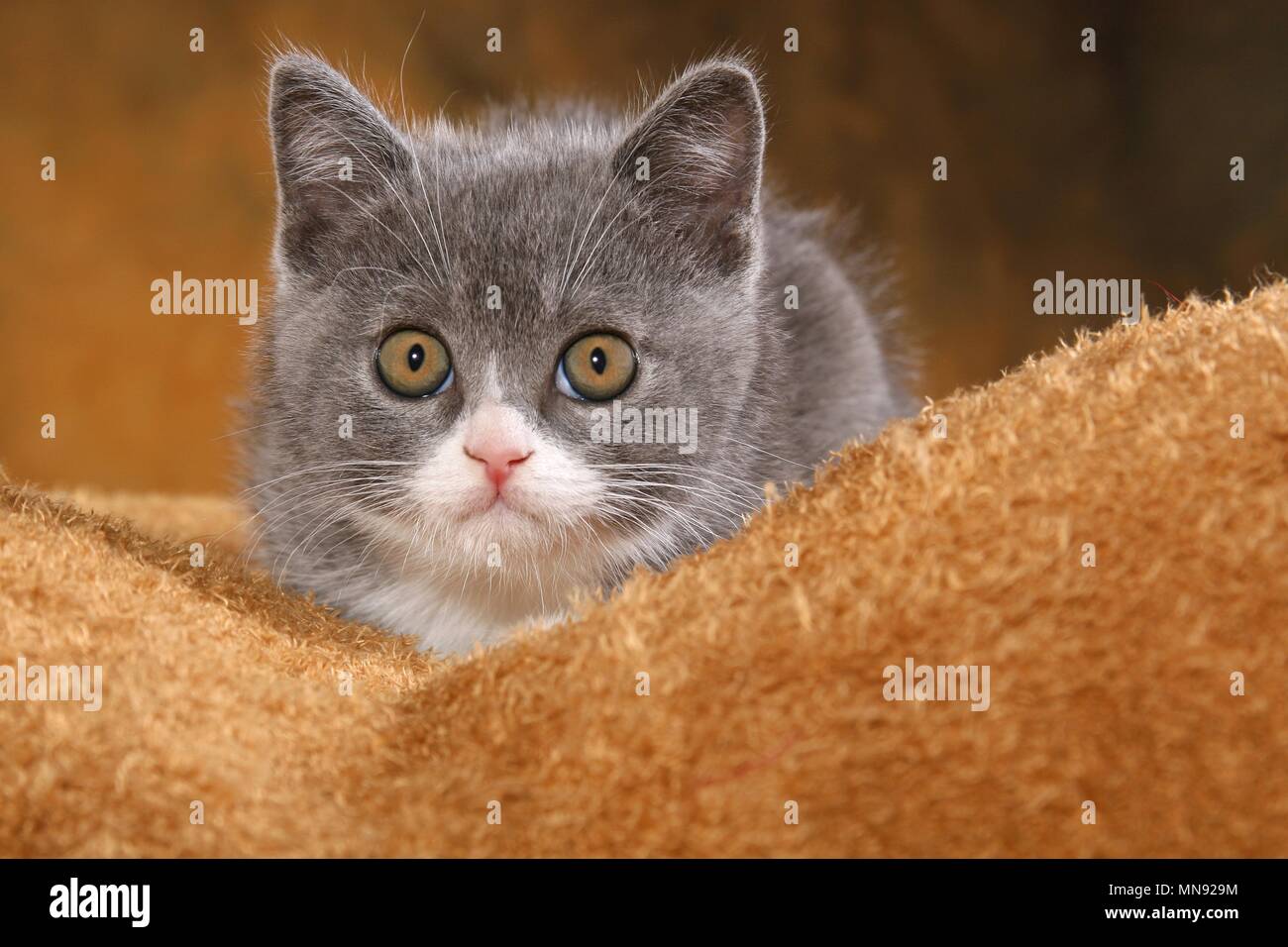 British Shorthair Kitten Stock Photo 185210864 Alamy