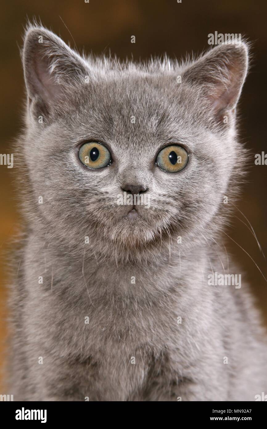 British Shorthair Kitten Stock Photo 185210879 Alamy
