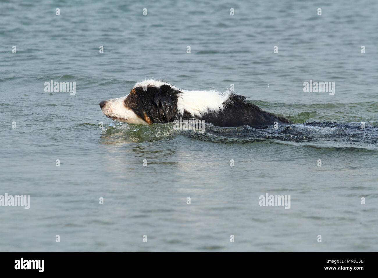 swimming Australian Shepherd Stock Photo Alamy