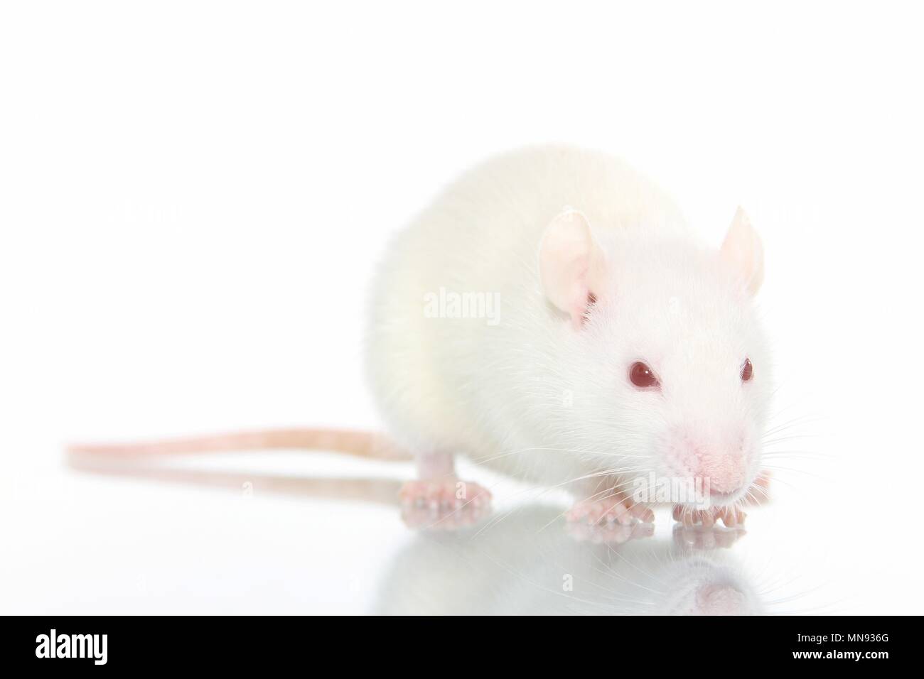 Albino white domesticated rats rattus hi-res stock photography and ...