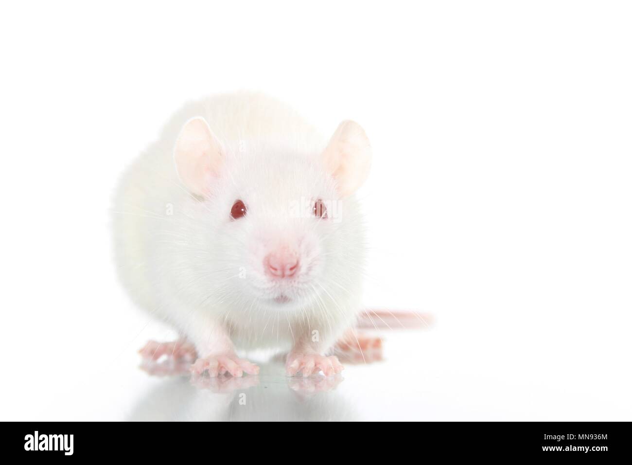 White Albino Domestic Rat Rattus High Resolution Stock Photography and ...