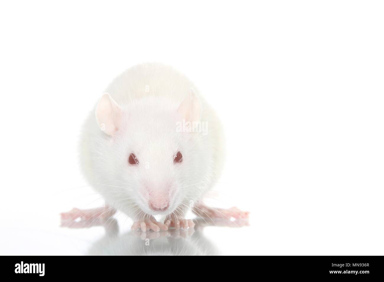 Albino White Domesticated Rats Rattus High Resolution Stock Photography ...