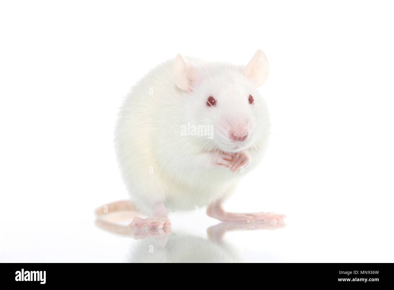 Albino white domesticated rats rattus hi-res stock photography and ...
