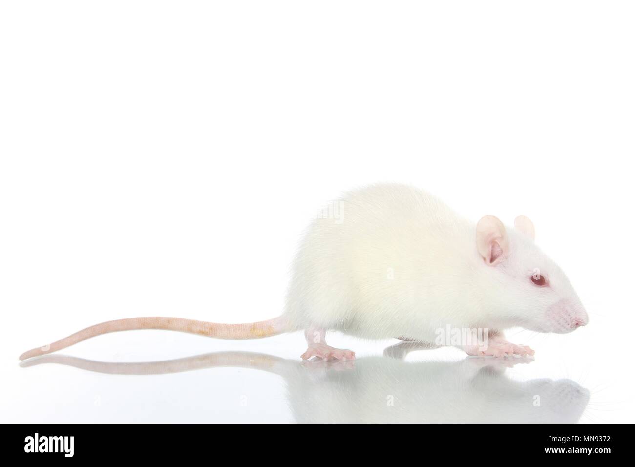 White Albino Domestic Rat Rattus High Resolution Stock Photography and ...