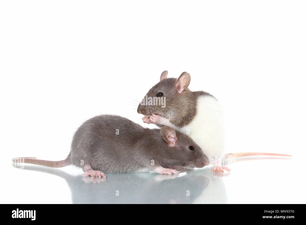 fancy rats Stock Photo