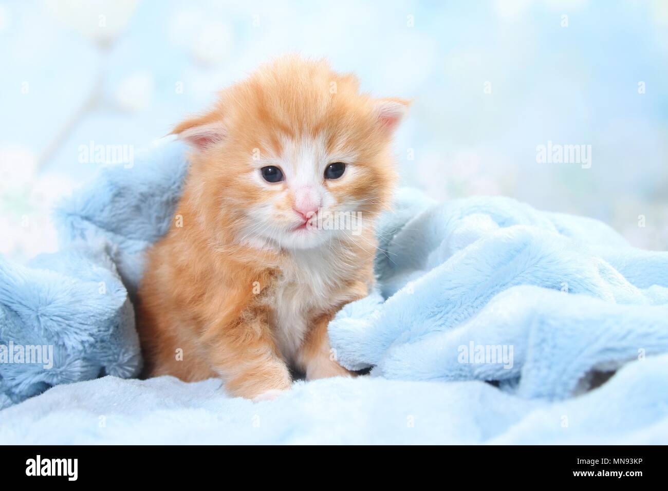 Norwegian Forest Cat Kitten Stock Photo Alamy