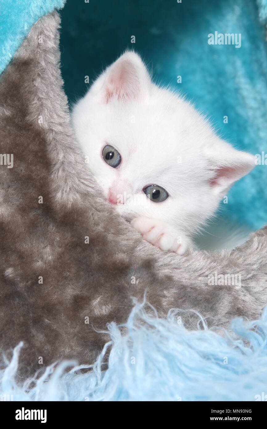 British Shorthair Kitten Stock Photo 185211980 Alamy
