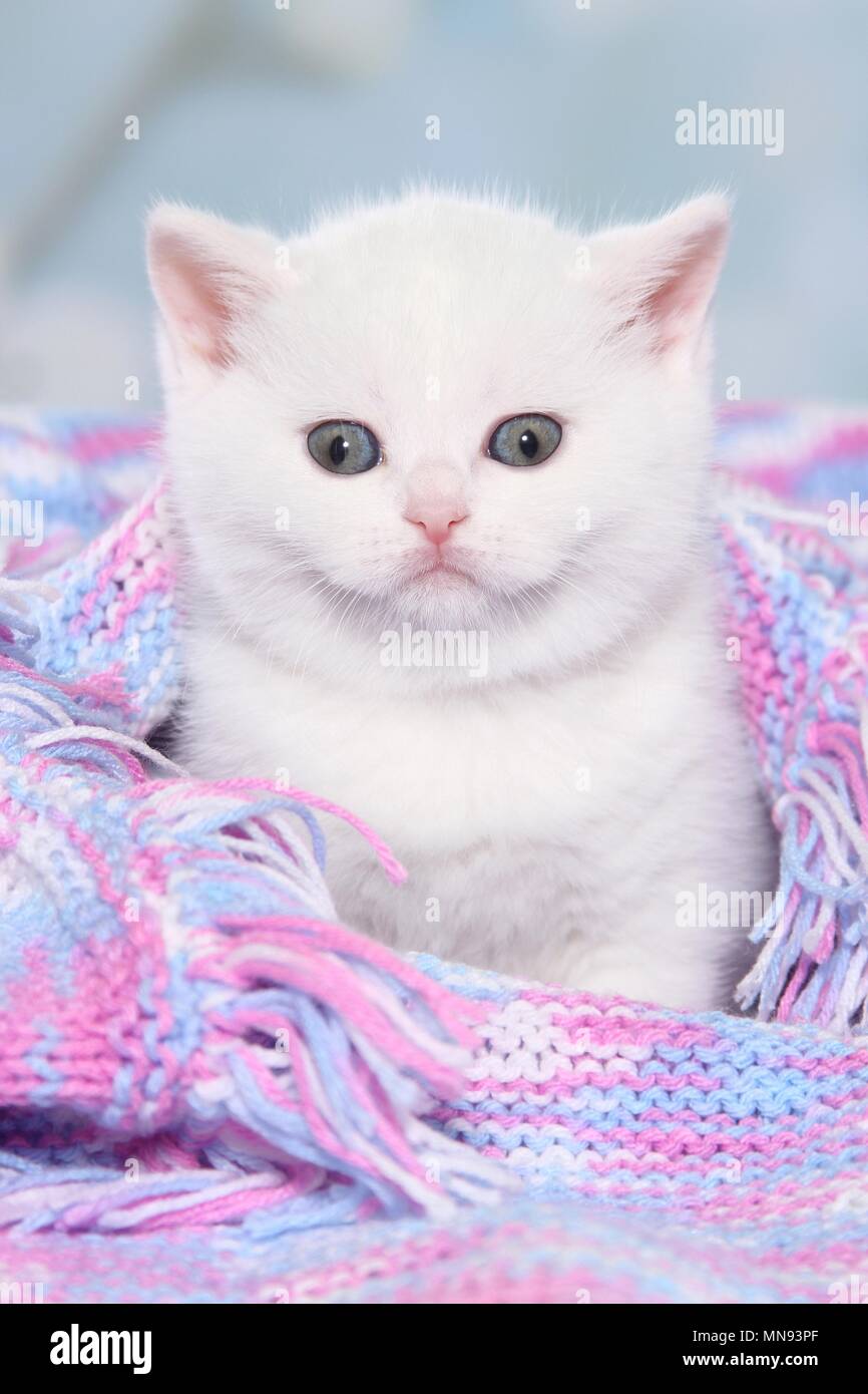 British Shorthair Kitten Stock Photo 185212007 Alamy