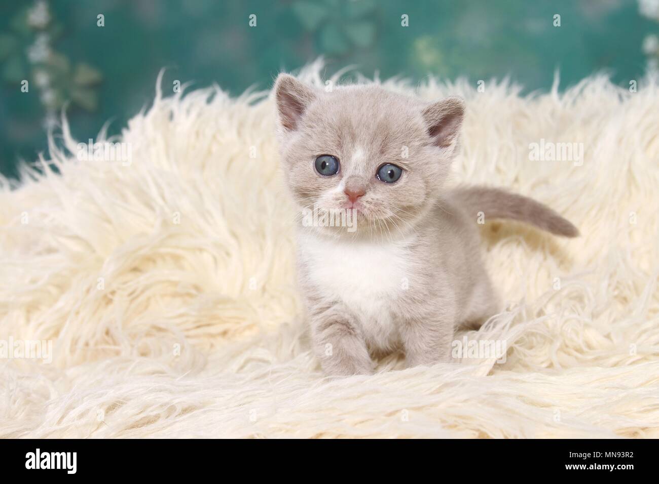 British Shorthair Kitten Stock Photo 185212022 Alamy