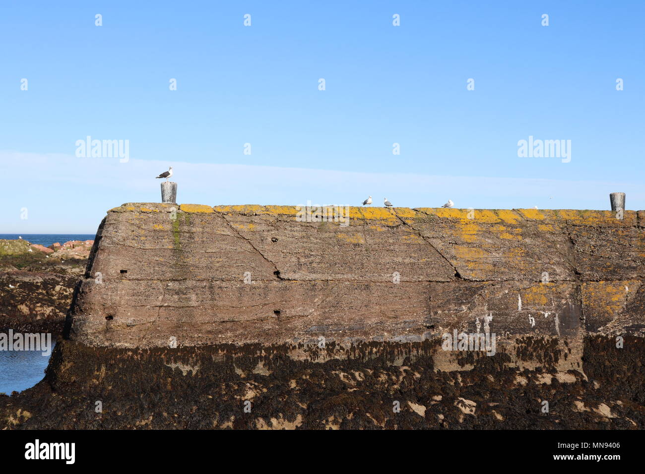 Seagulls sitting on old pier with clear blue sky and rocks in background Stock Photo