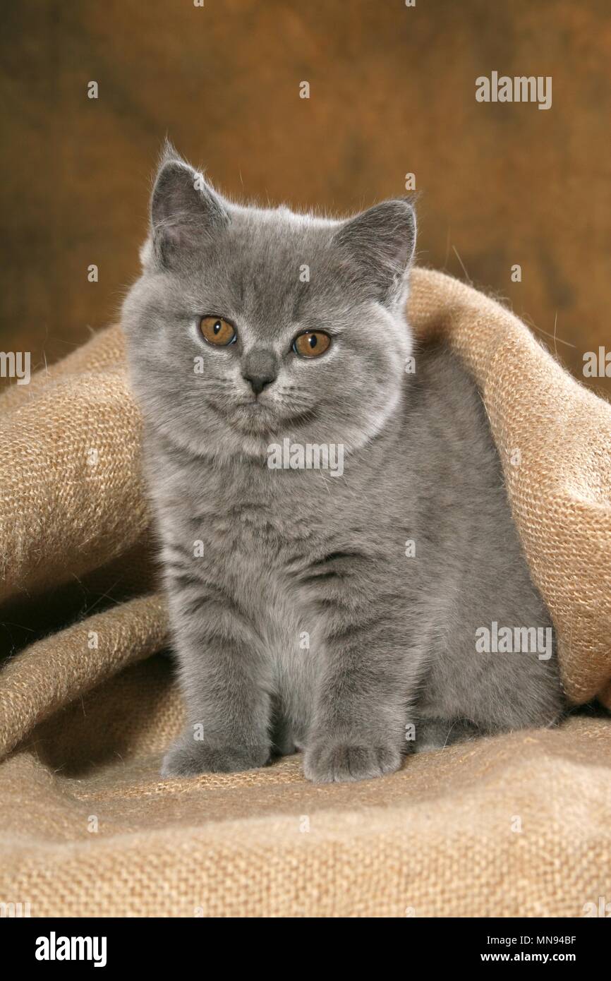 British Shorthair Kitten Stock Photo 185212483 Alamy