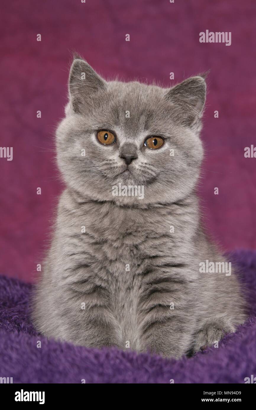 British Shorthair Kitten Stock Photo 185212533 Alamy