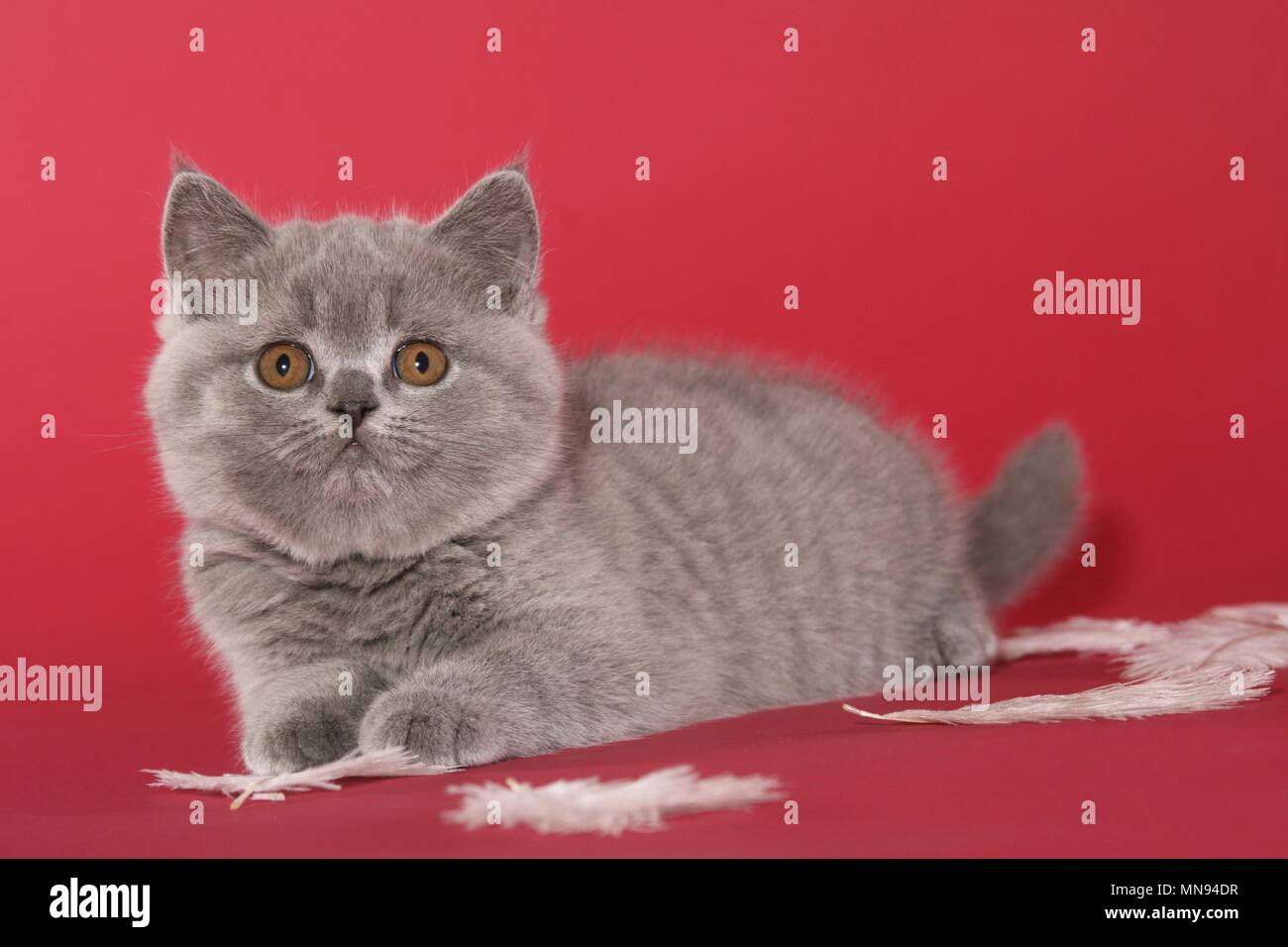 British Shorthair Kitten Stock Photo 185212547 Alamy