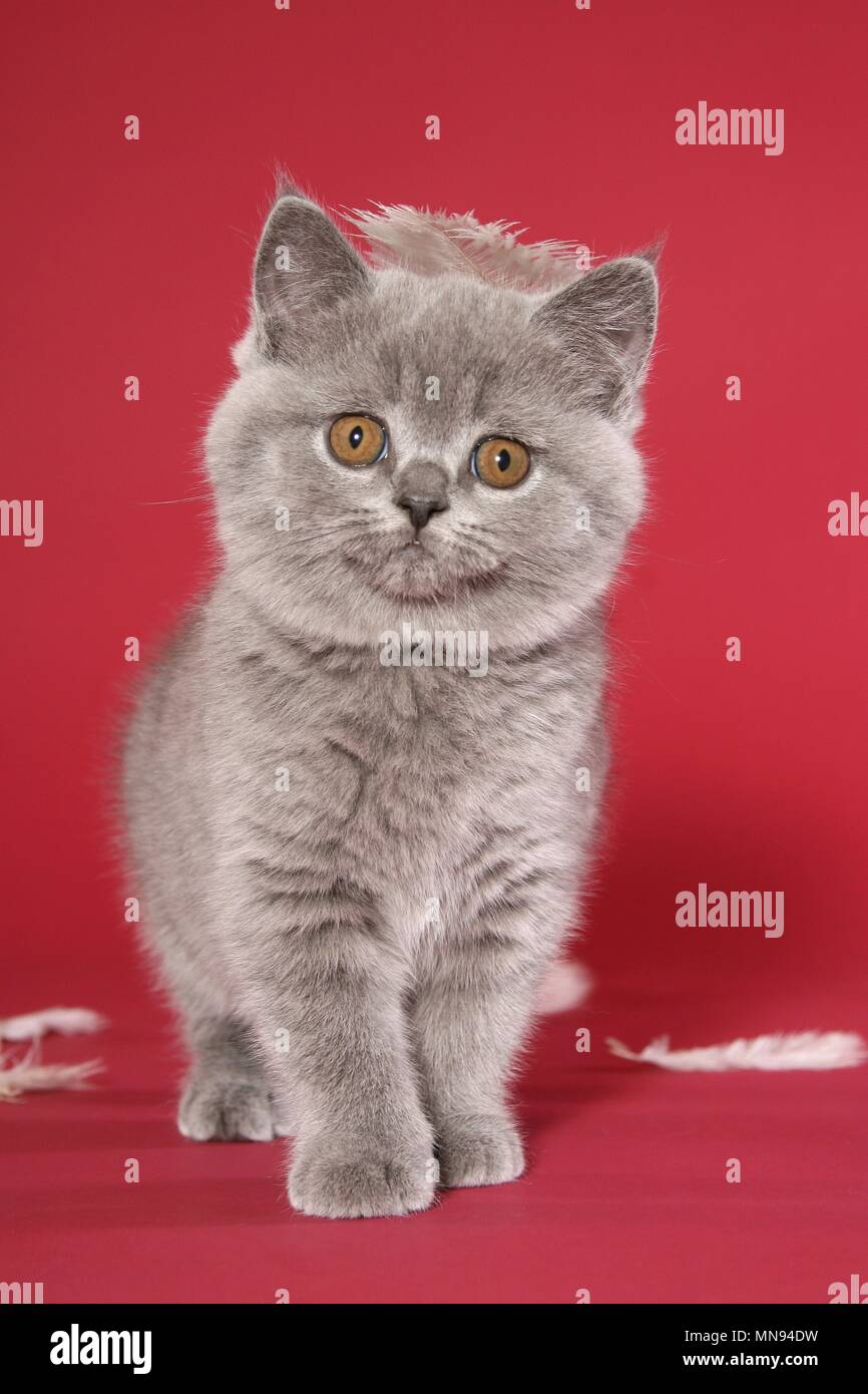 British Shorthair Kitten Stock Photo 185212549 Alamy