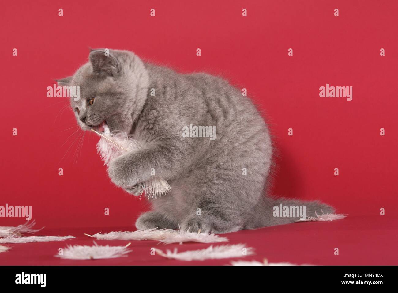 British Shorthair Kitten Stock Photo Alamy