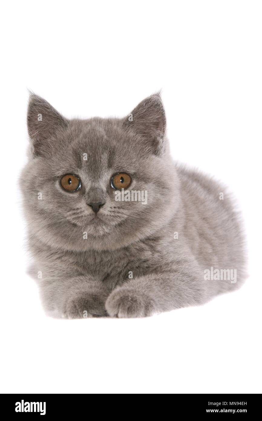 British Shorthair Kitten Stock Photo 185212569 Alamy