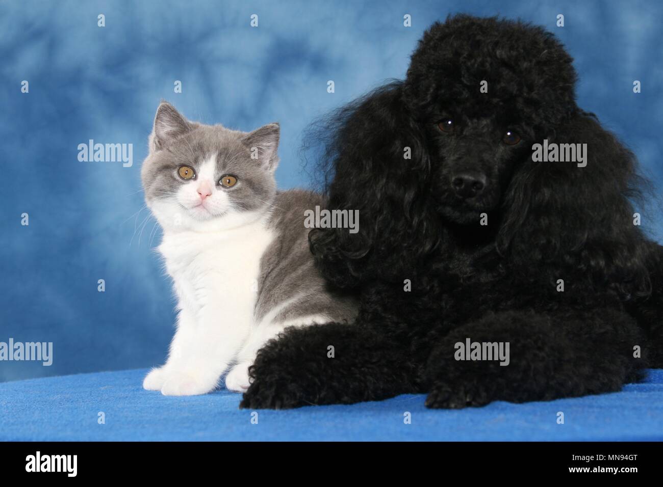 Miniature Poodle and Kitten Stock Photo