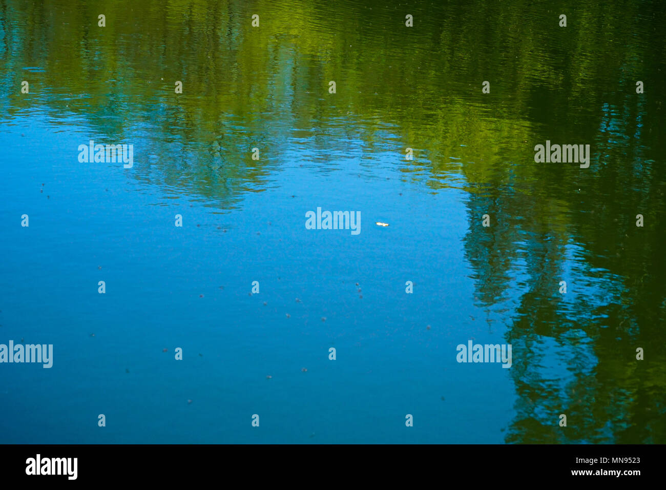 Water Reflections Of Trees - Clear Blue Sky Stock Photo - Alamy