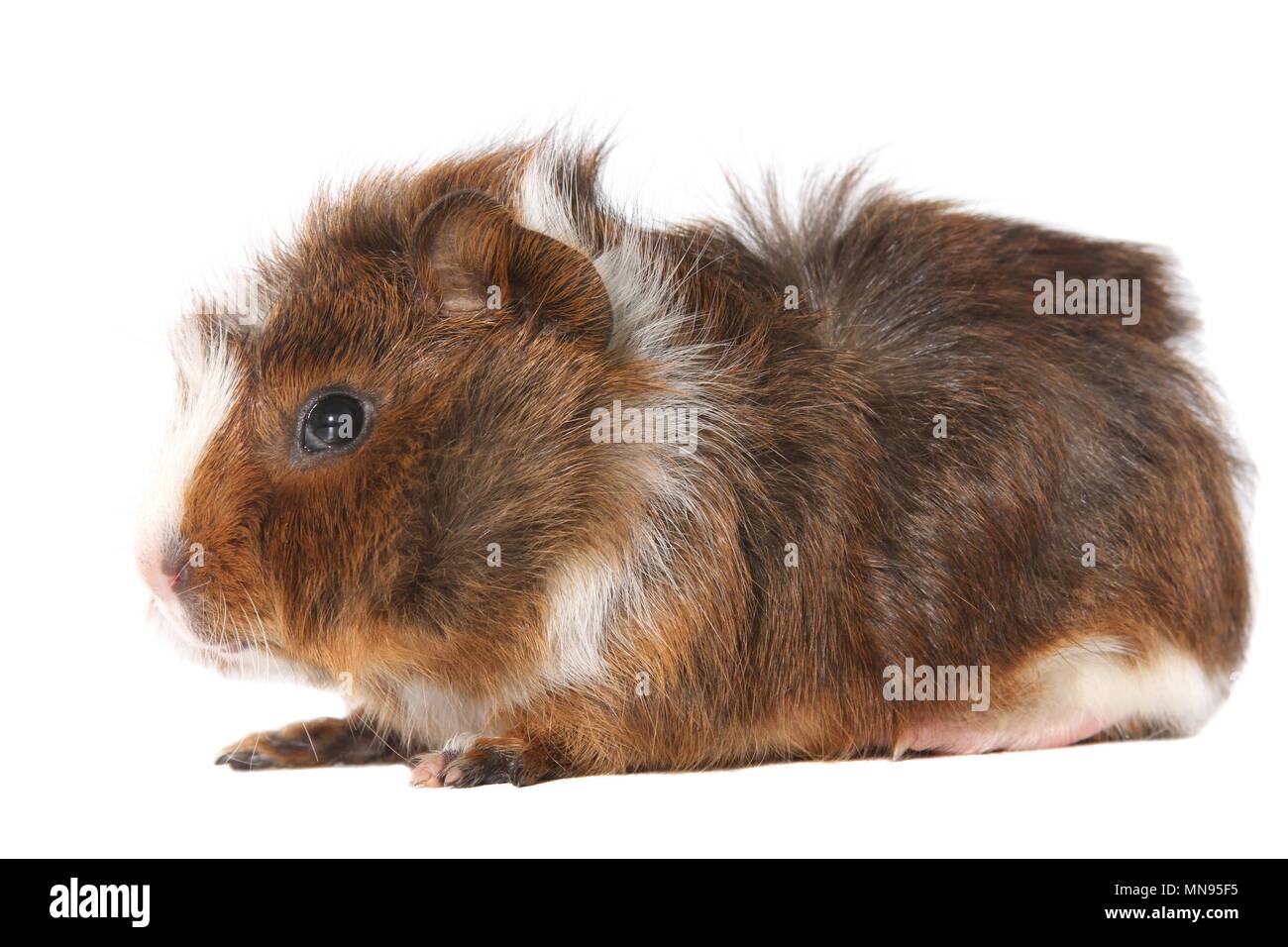 young Abyssinian guinea pig Stock Photo Alamy