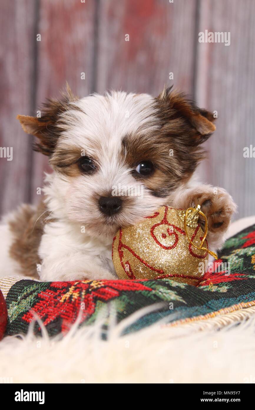 Yorki ball hi-res stock photography and images - Alamy