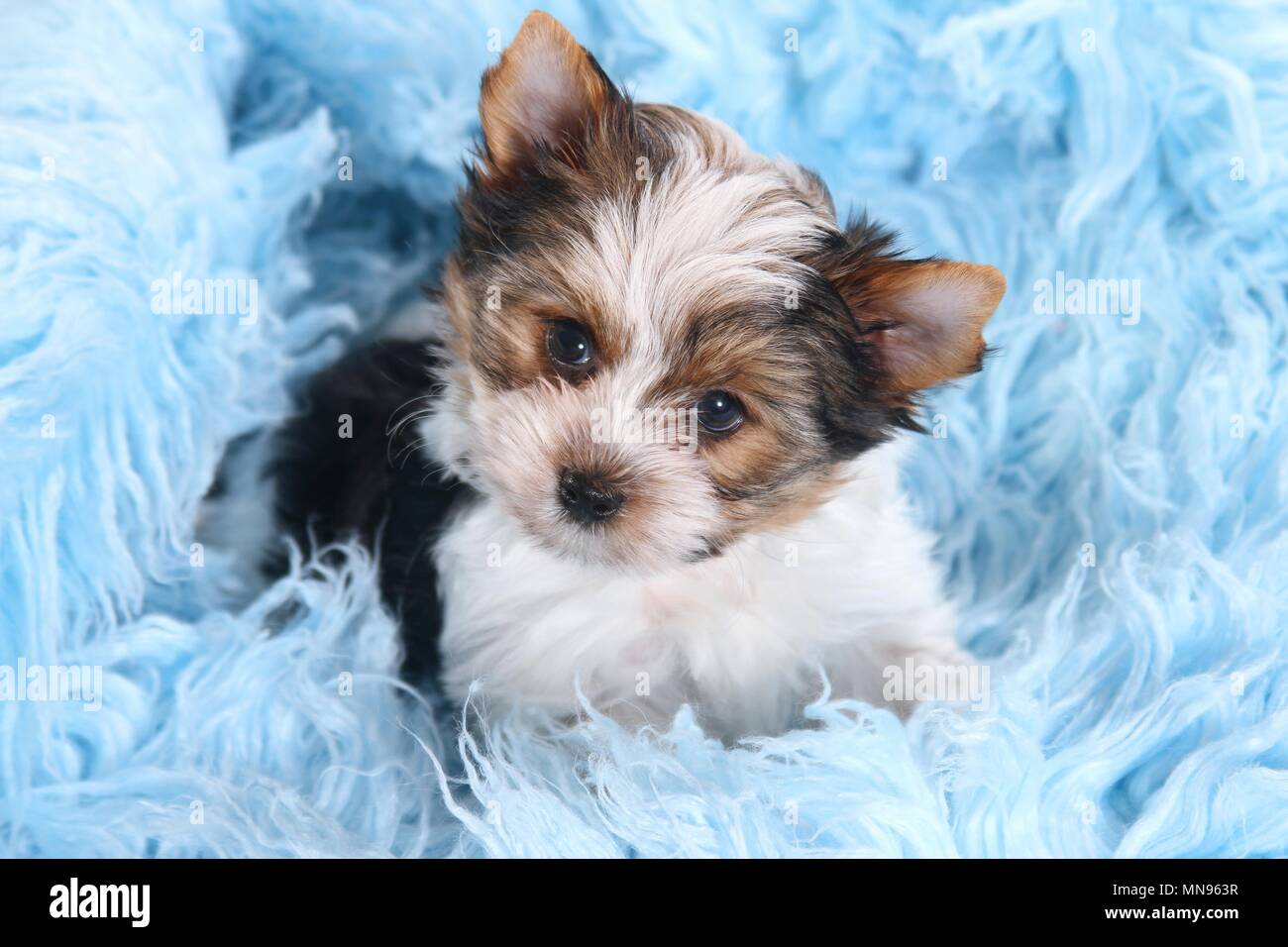 Biewer Terrier Puppy Stock Photo - Alamy