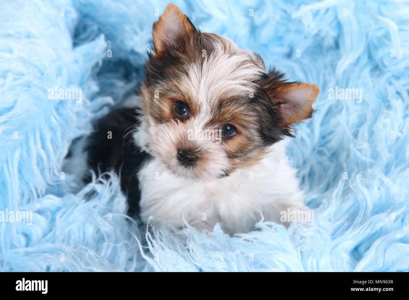 Biewer Terrier Puppy Stock Photo Alamy