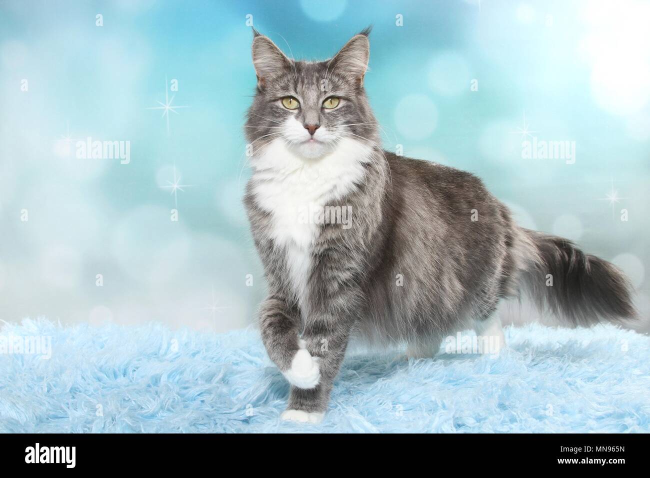 Norwegian Forest Cat Stock Photo Alamy