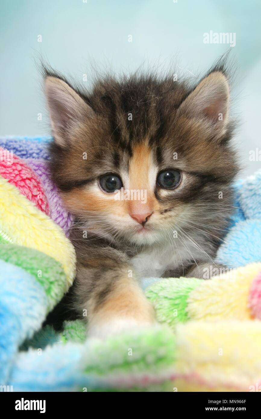 Norwegian Forest Cat Kitten Stock Photo Alamy